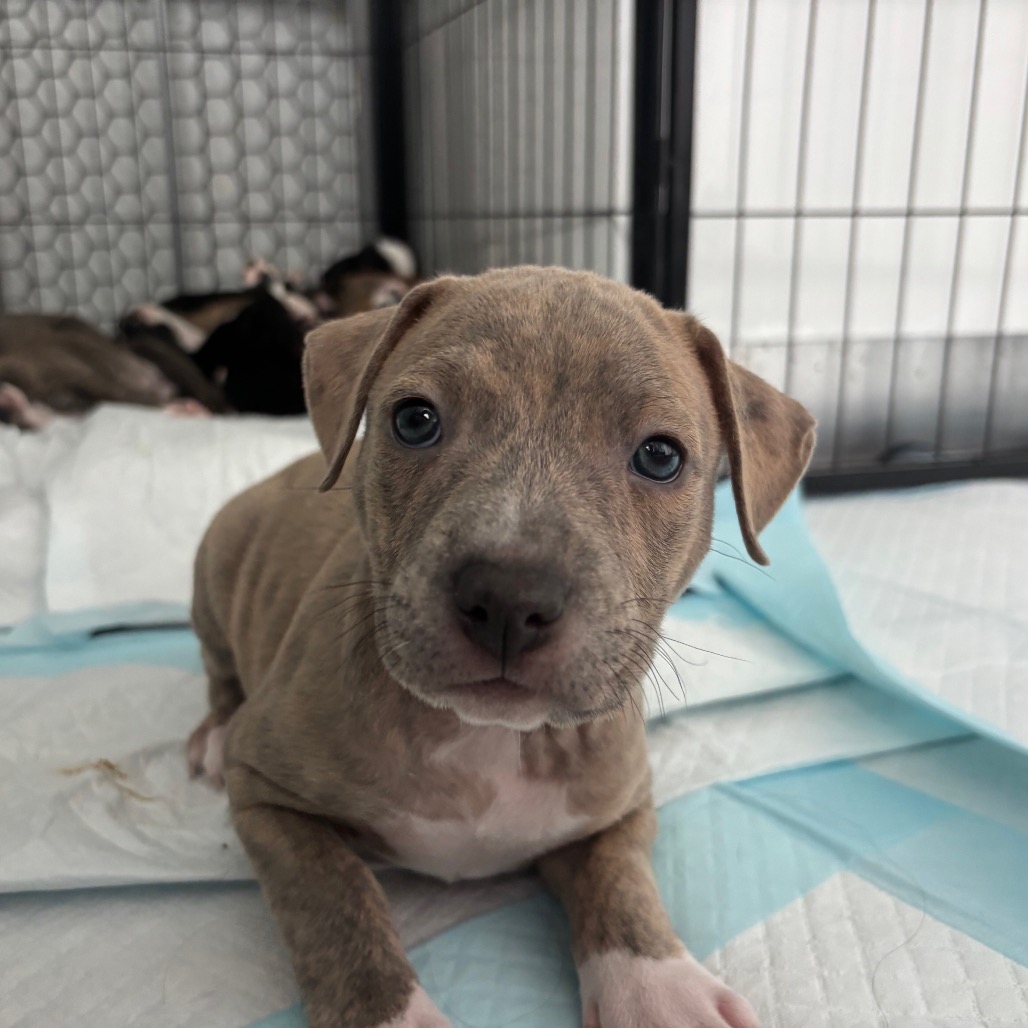 Miami Puppy - Sunshine, photo 6