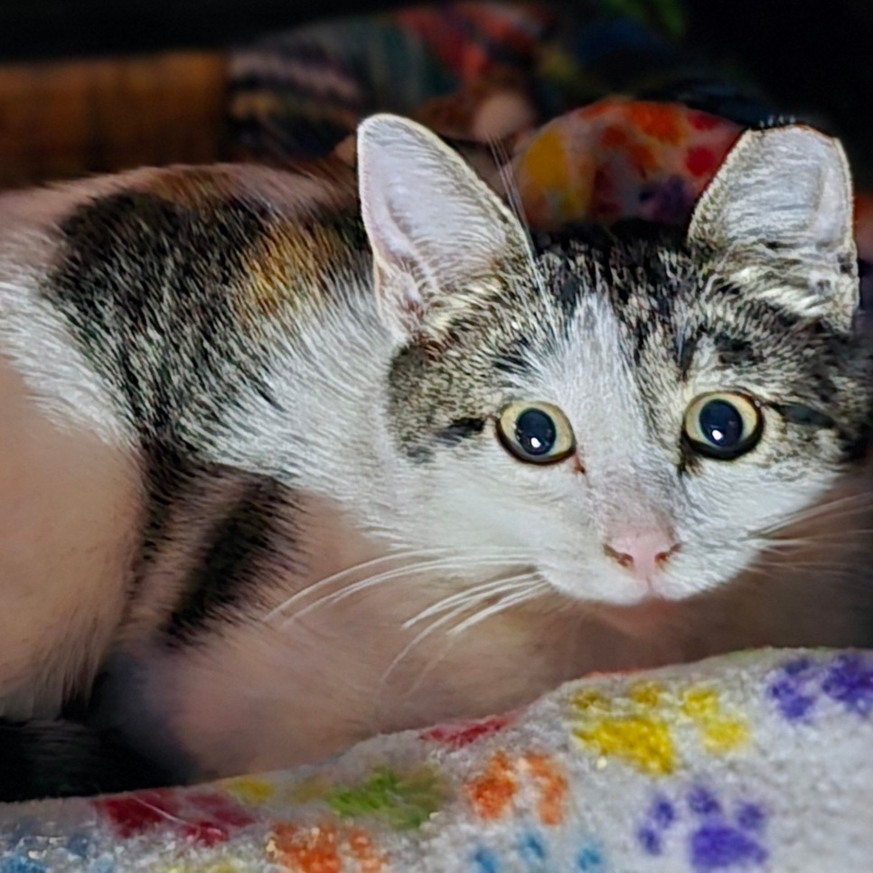 BRINKLEE - Domestic Shorthair available for adoption