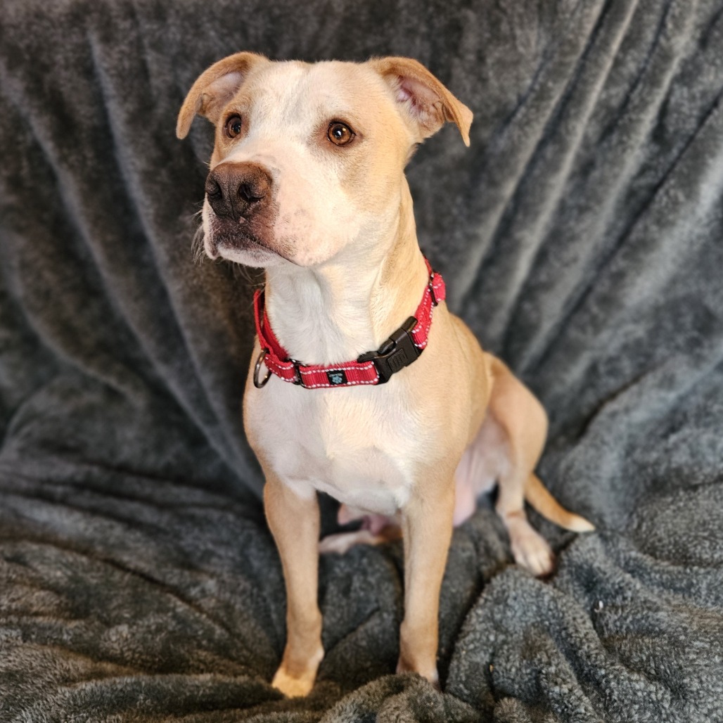 Henrietta — thumbnail 5