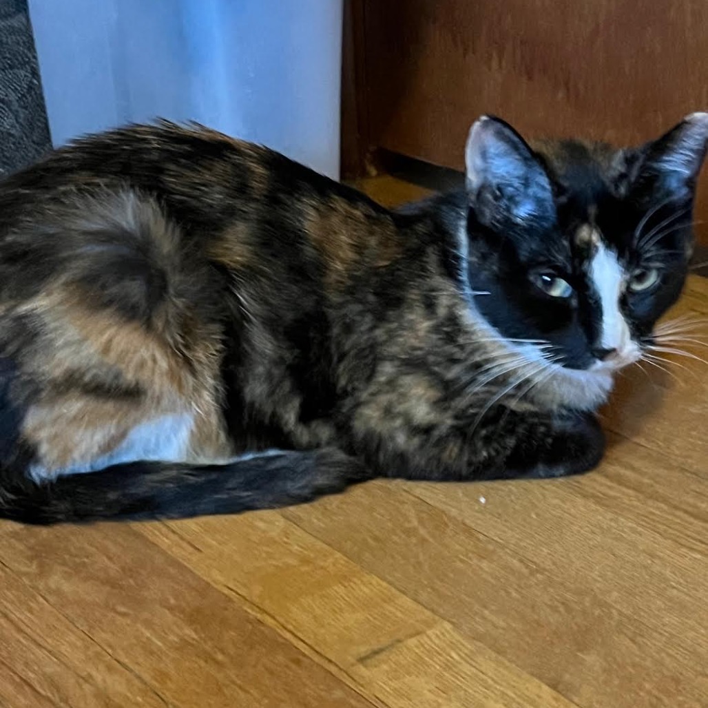 BEBE - Domestic Shorthair available for adoption