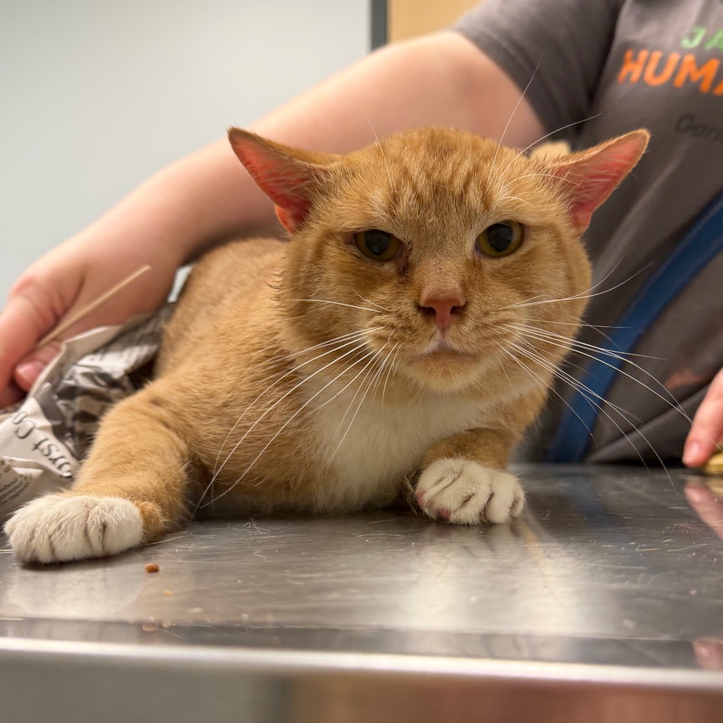 KEANU - Domestic Shorthair available for adoption