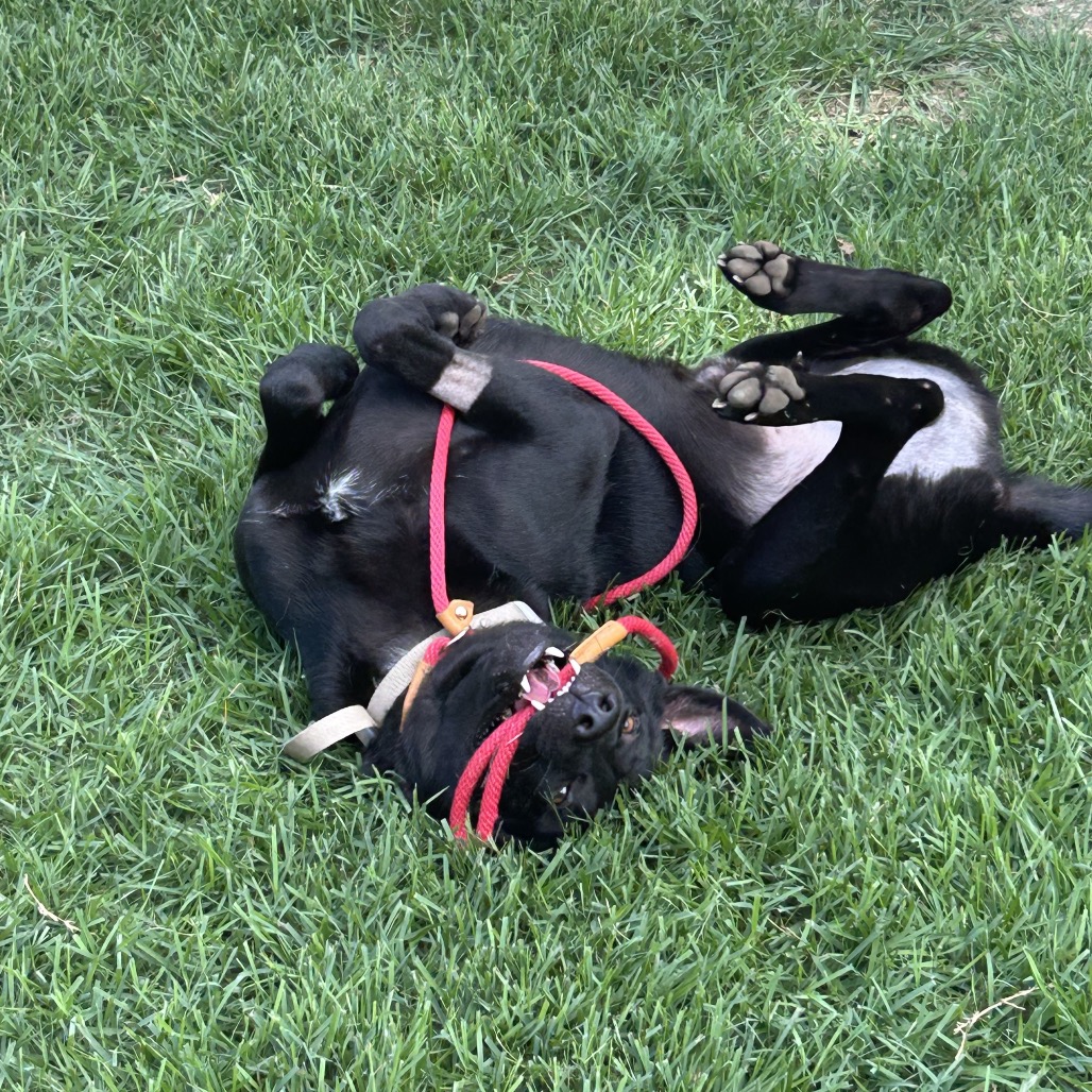 Jet, photo 26