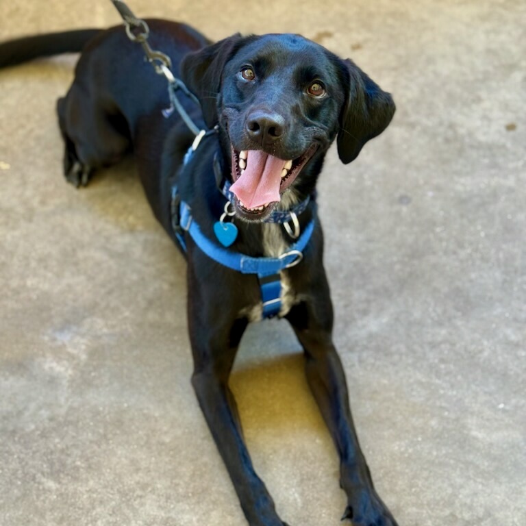Image of Lucy looking at the camera