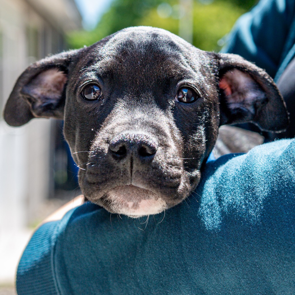 Pit Bull