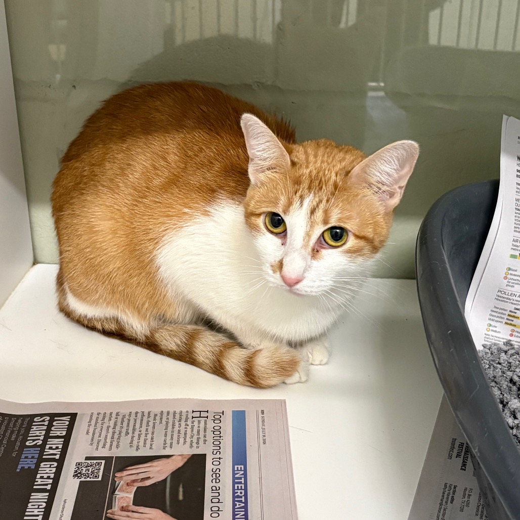 PRINCESS PEACH - Domestic Shorthair / Domestic Shorthair for adoption in League City
