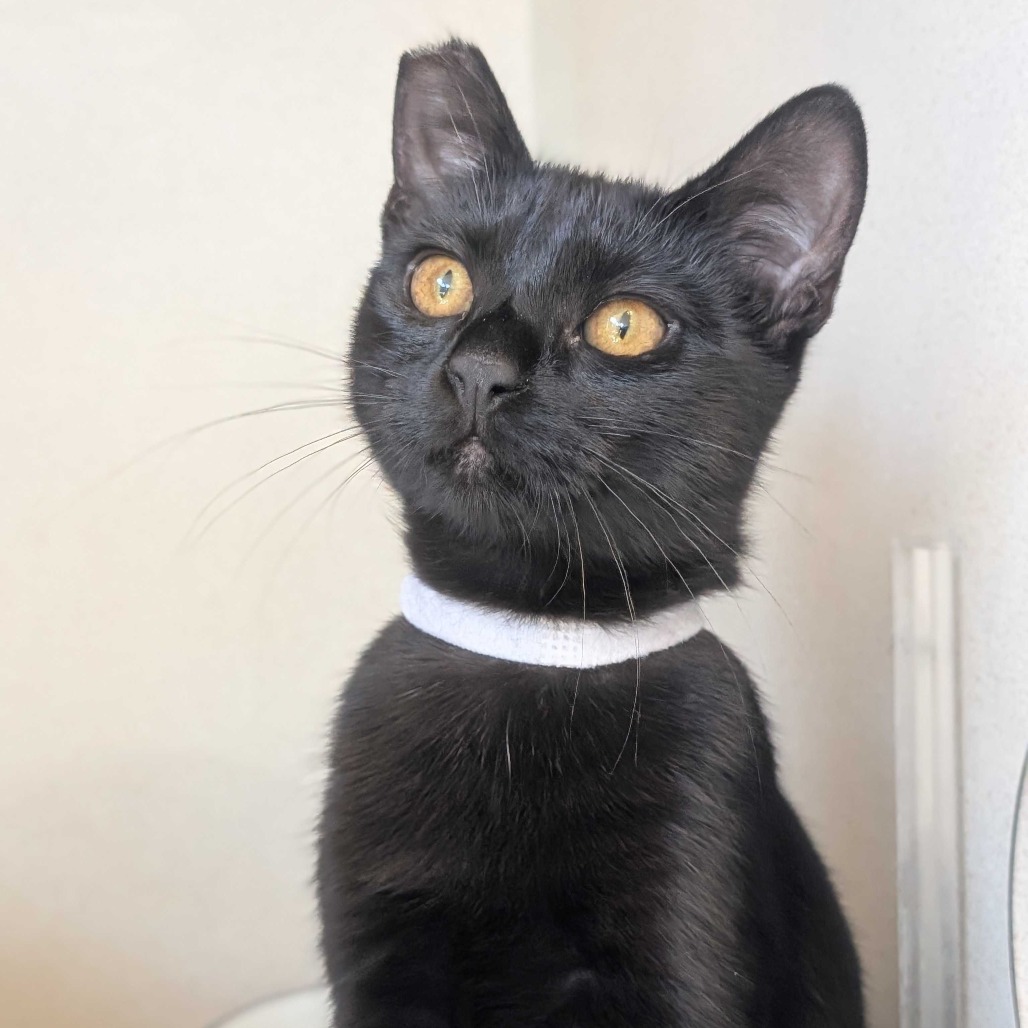Earth (white collar) - Domestic Shorthair