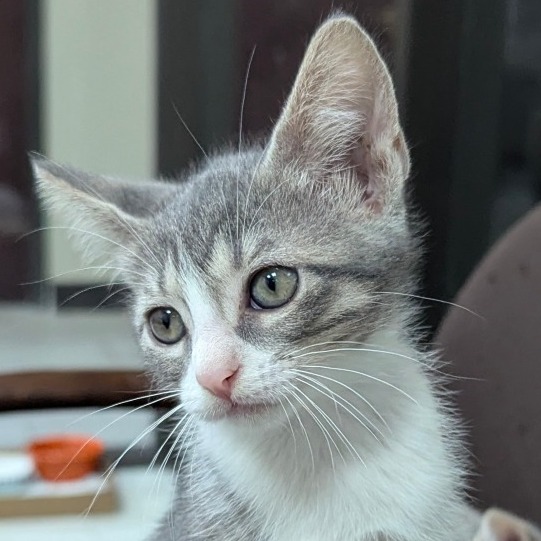 TRUDY - Domestic Shorthair available for adoption
