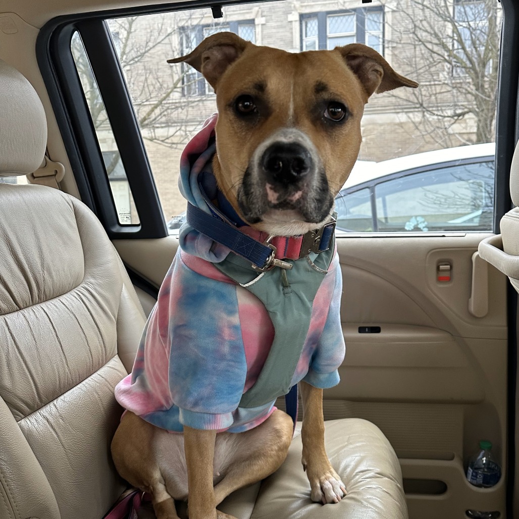 Queen — thumbnail 2