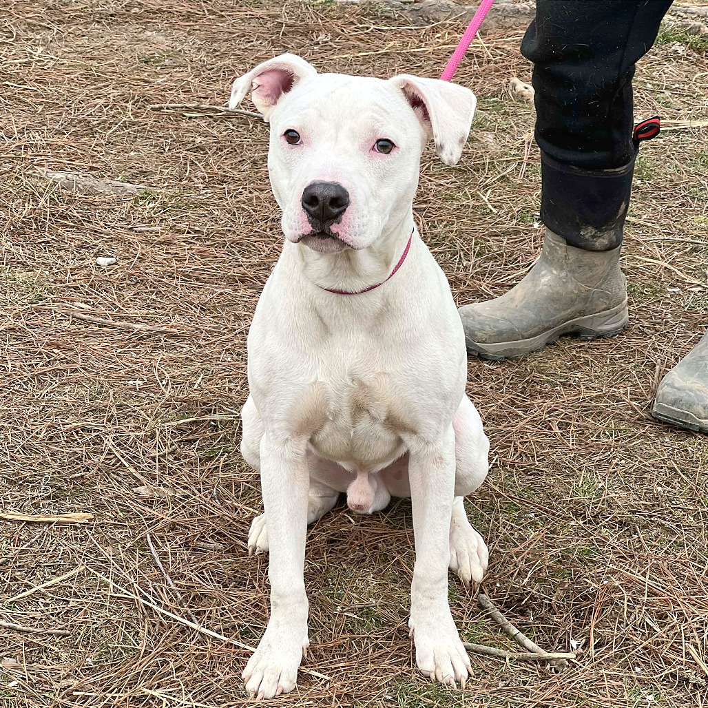 Chief — thumbnail 3