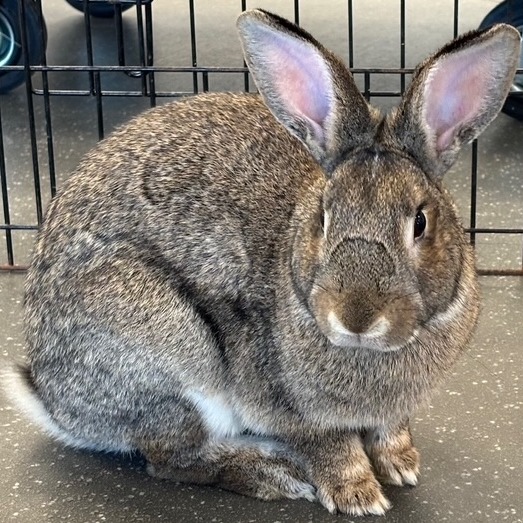 Photo of Joey 6