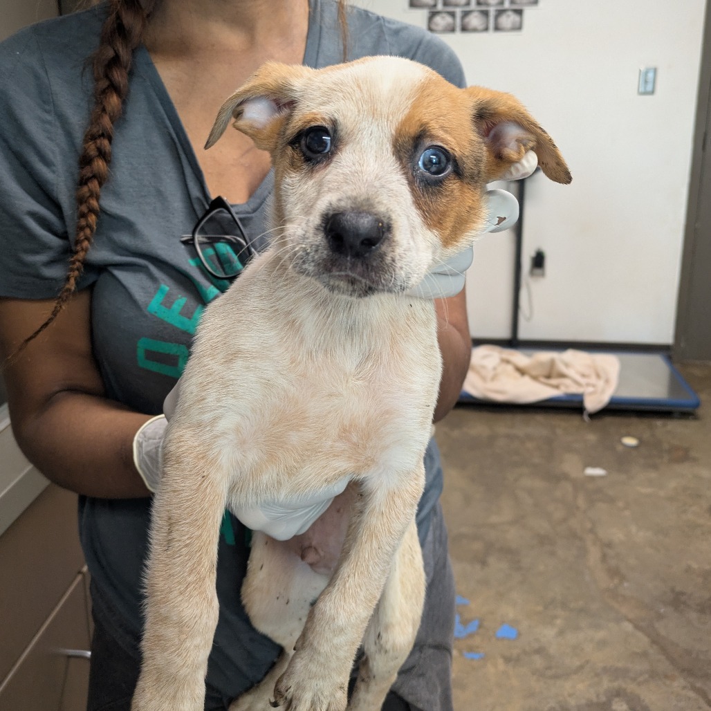 ZERO - American Blue Heeler / Terrier available for adoption
