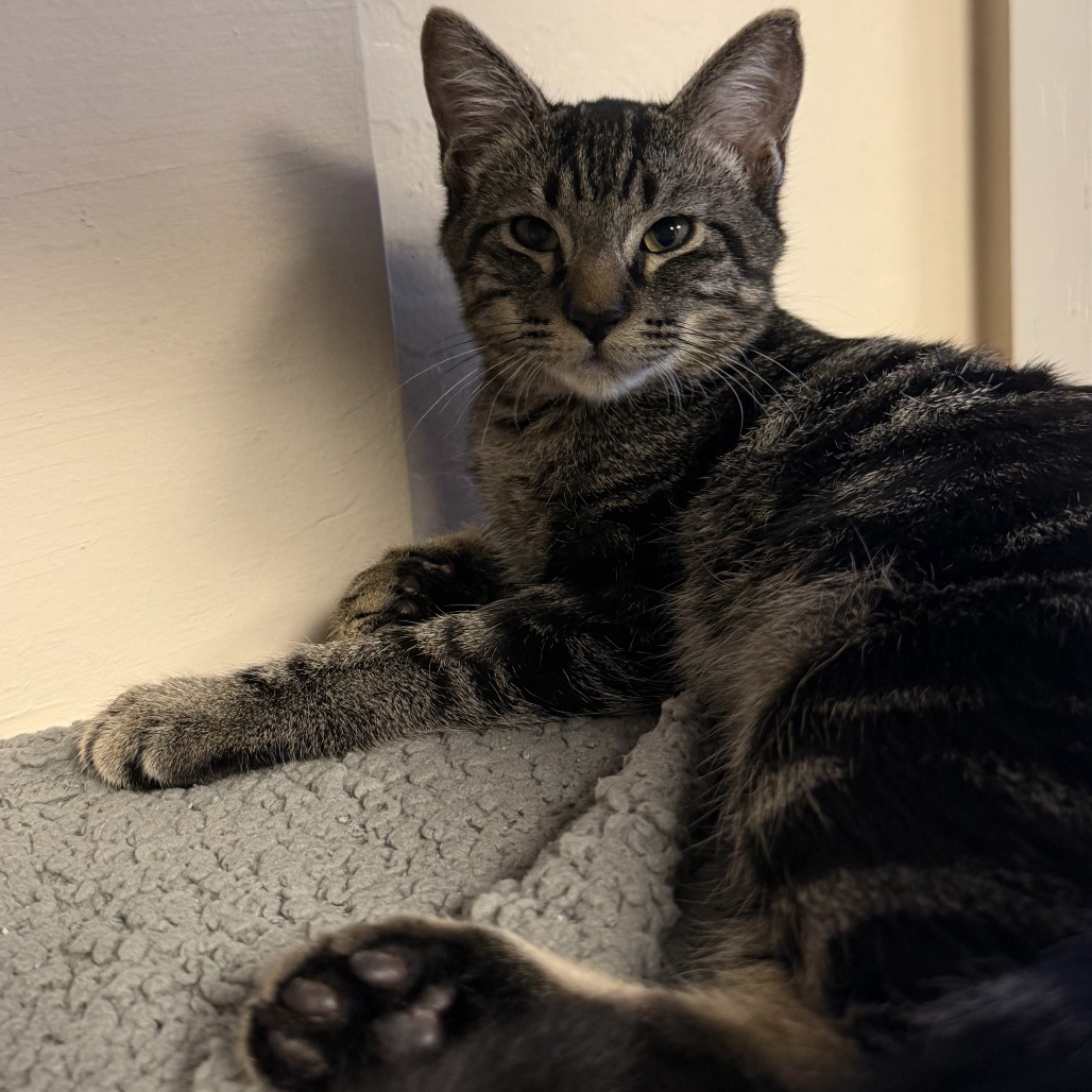 JELLY BEAN - Domestic Medium Hair available for adoption
