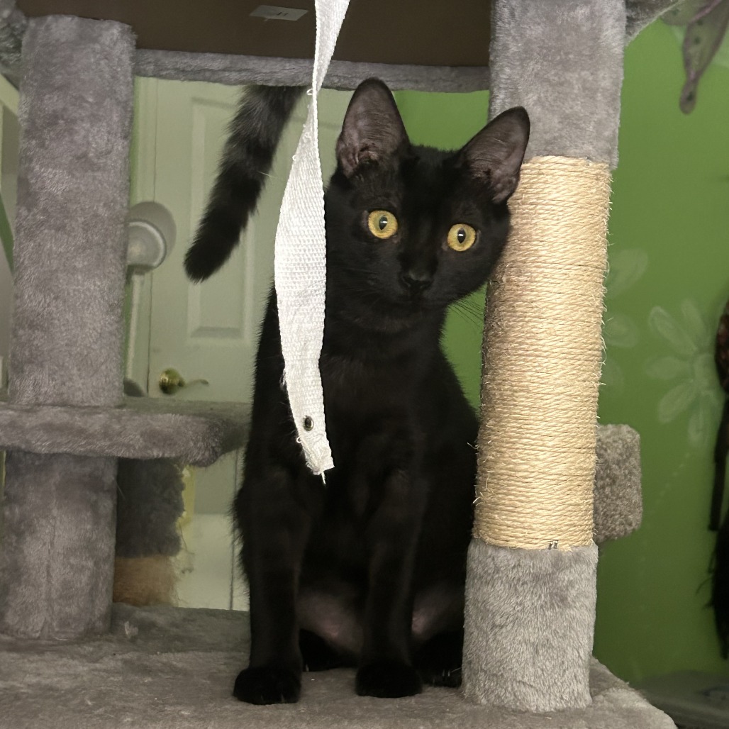 Kahlua, photo 3