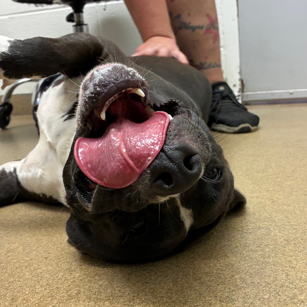 Roxi photo 2