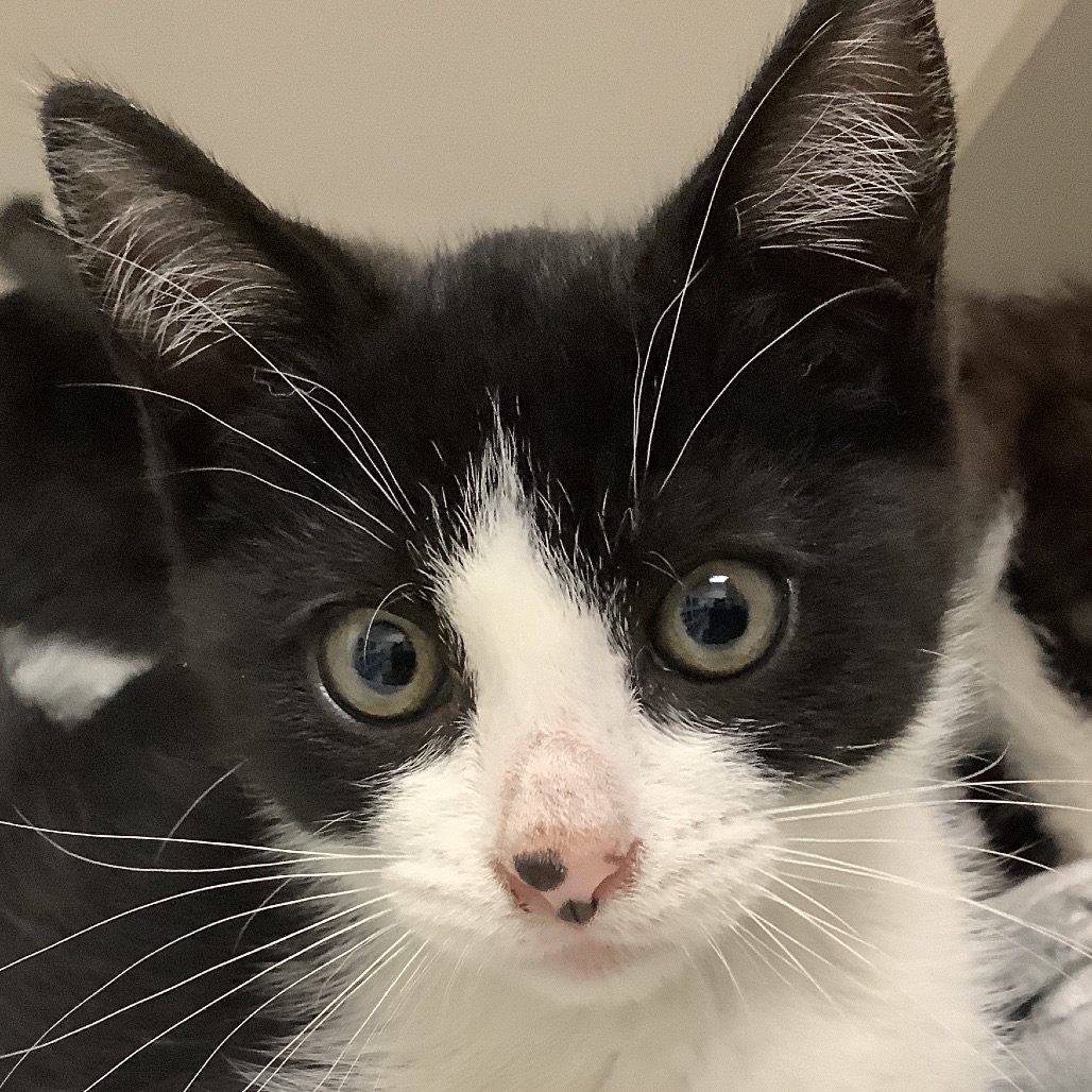 Piglet (pink collar) - Domestic Shorthair