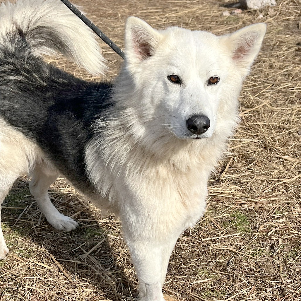 Gordy — thumbnail 3