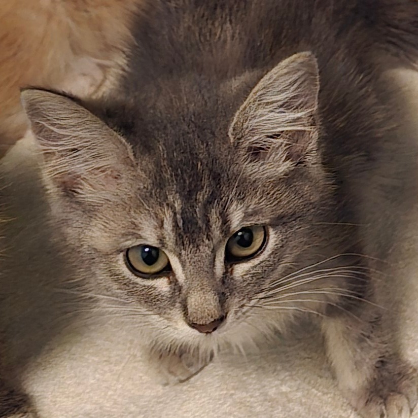 MERCY - Domestic Shorthair for adoption in West Jordan