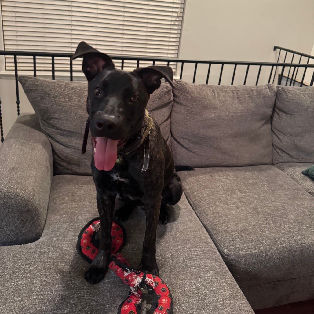 FRANKIE - Shepherd / Dutch available for adoption