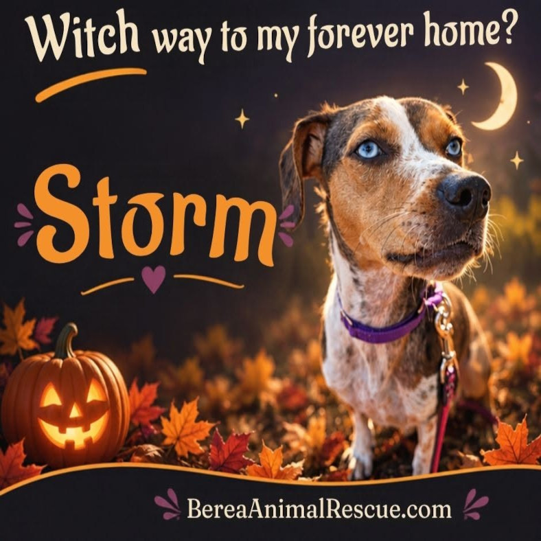 Storm, photo 2