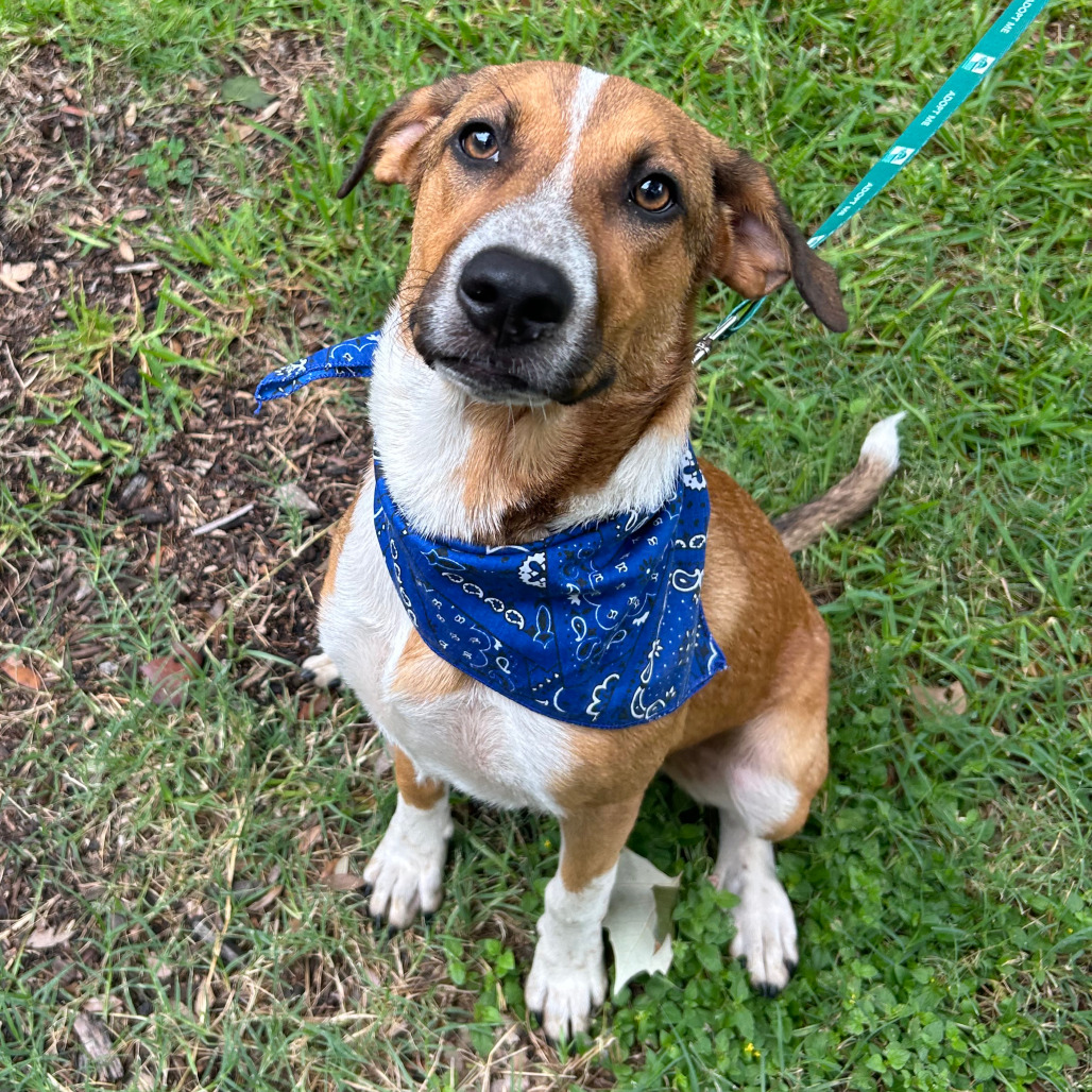BOOTS - Foxhound, American / Shepherd for adoption in San Antonio