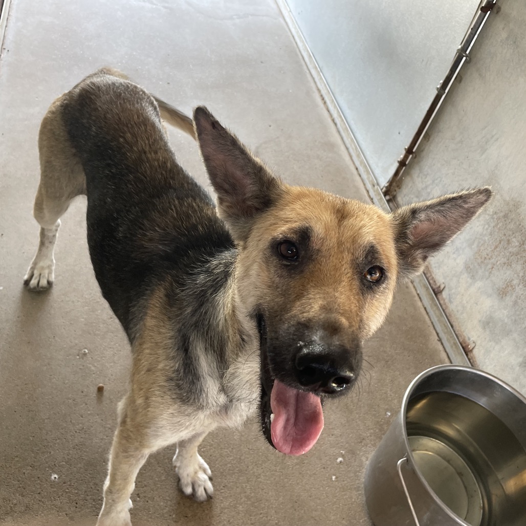YAZMINE - Shepherd / German available for adoption