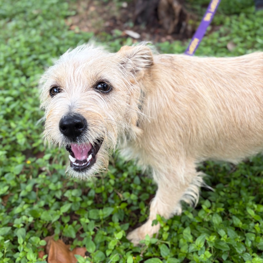 TINA - Terrier, Cairn / Terrier, West Highland White Westie available for adoption