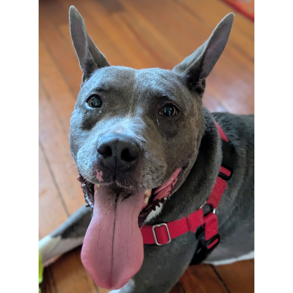 Photo of King Beetle 19