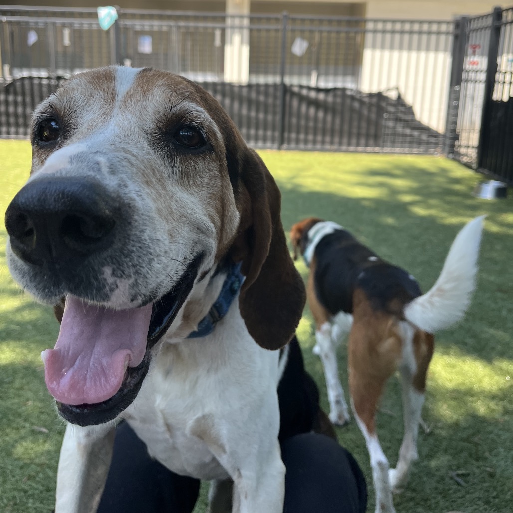 Theodore, adoptable senior Coonhound, Treeing Walker / Mixed Breed (Medium)