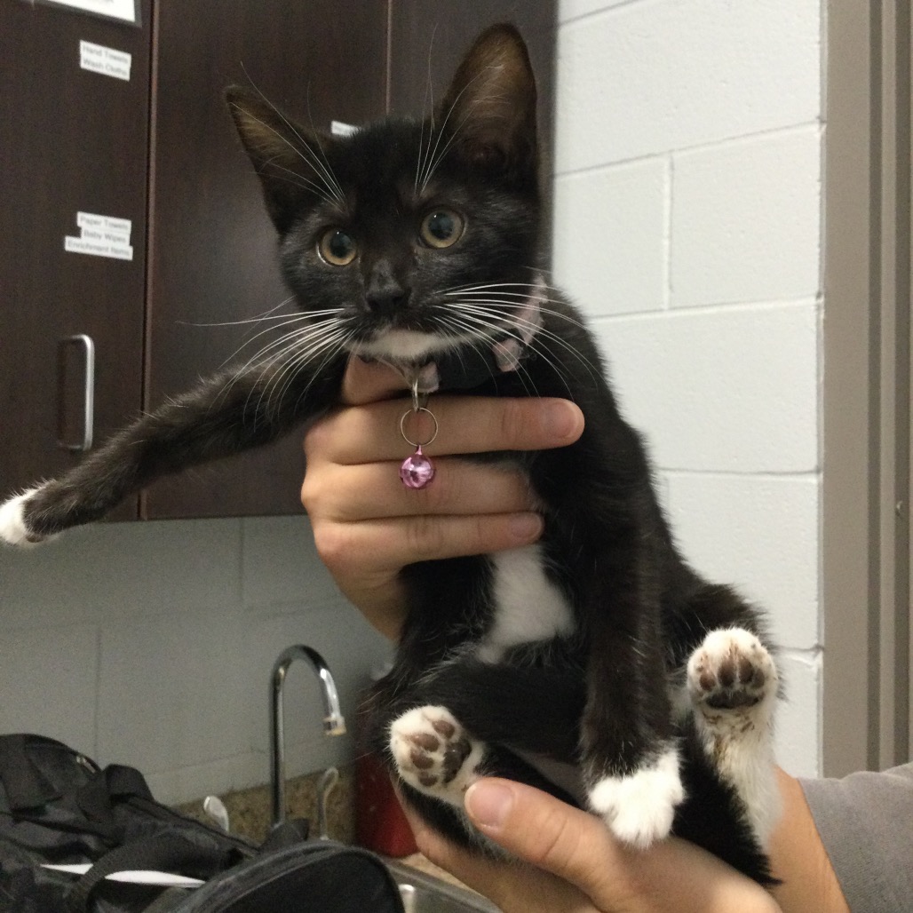 COFFEE BEAN (PINK) - Domestic Shorthair available for adoption