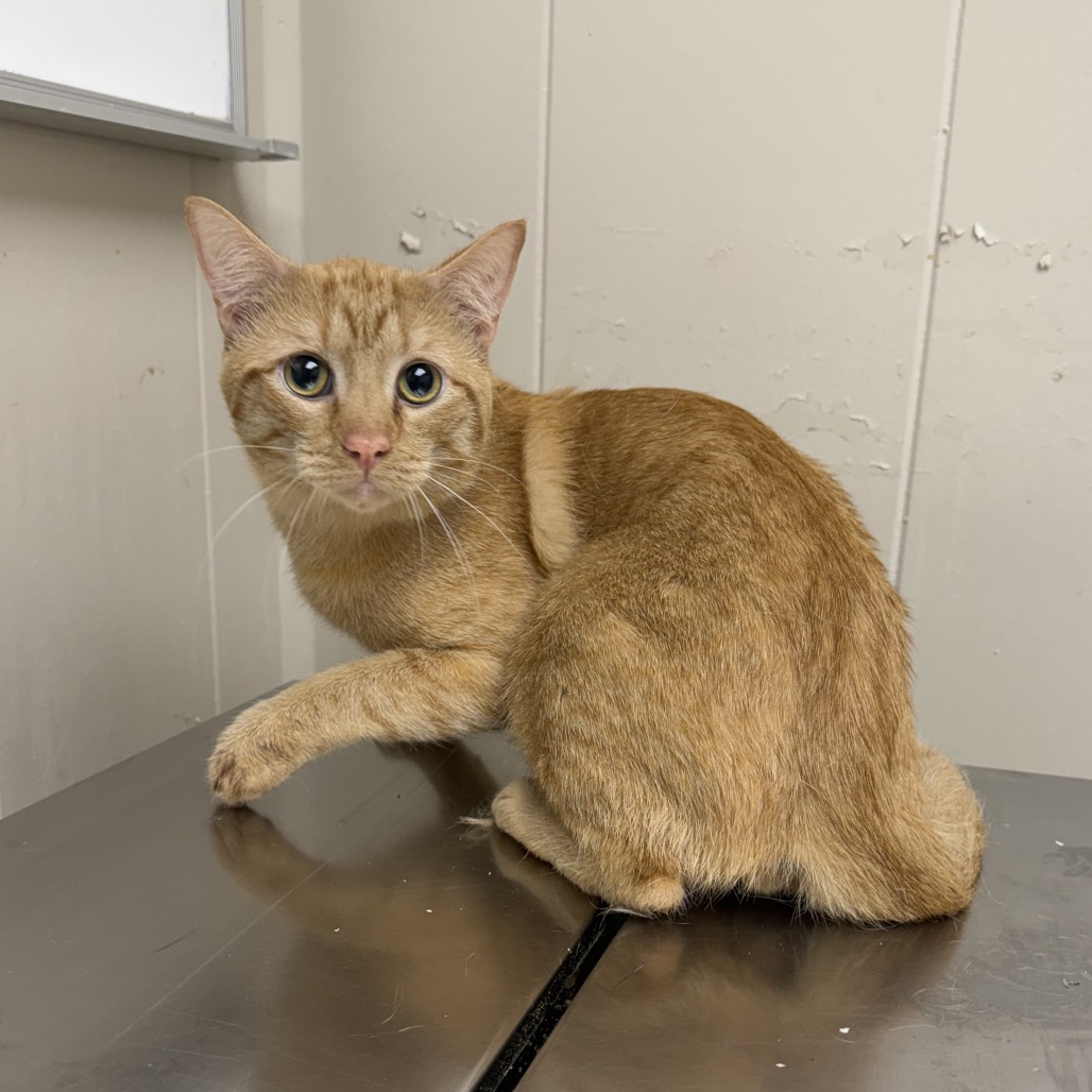 Tusc Stray 85444 2