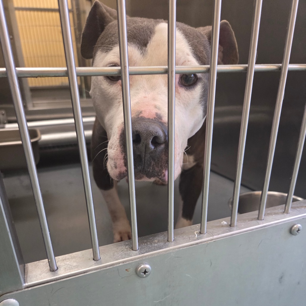 Pooh Bear — thumbnail 3