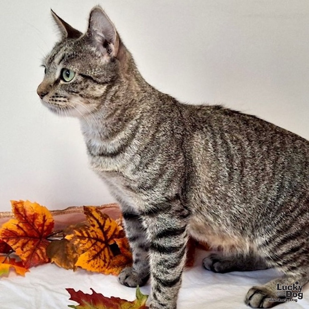 BIRDIE - Domestic Shorthair available for adoption