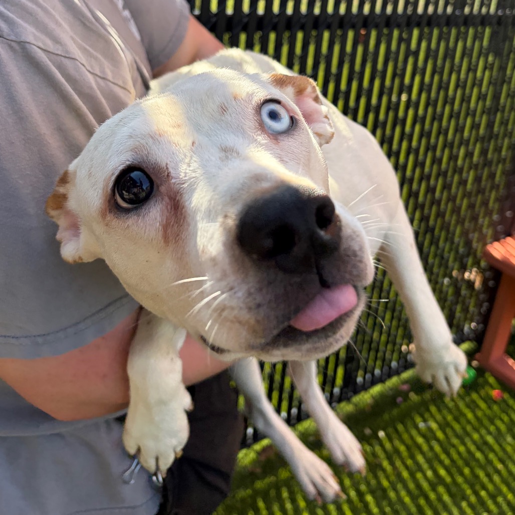 CHARLOTTE - Mixed Breed (Medium) available for adoption