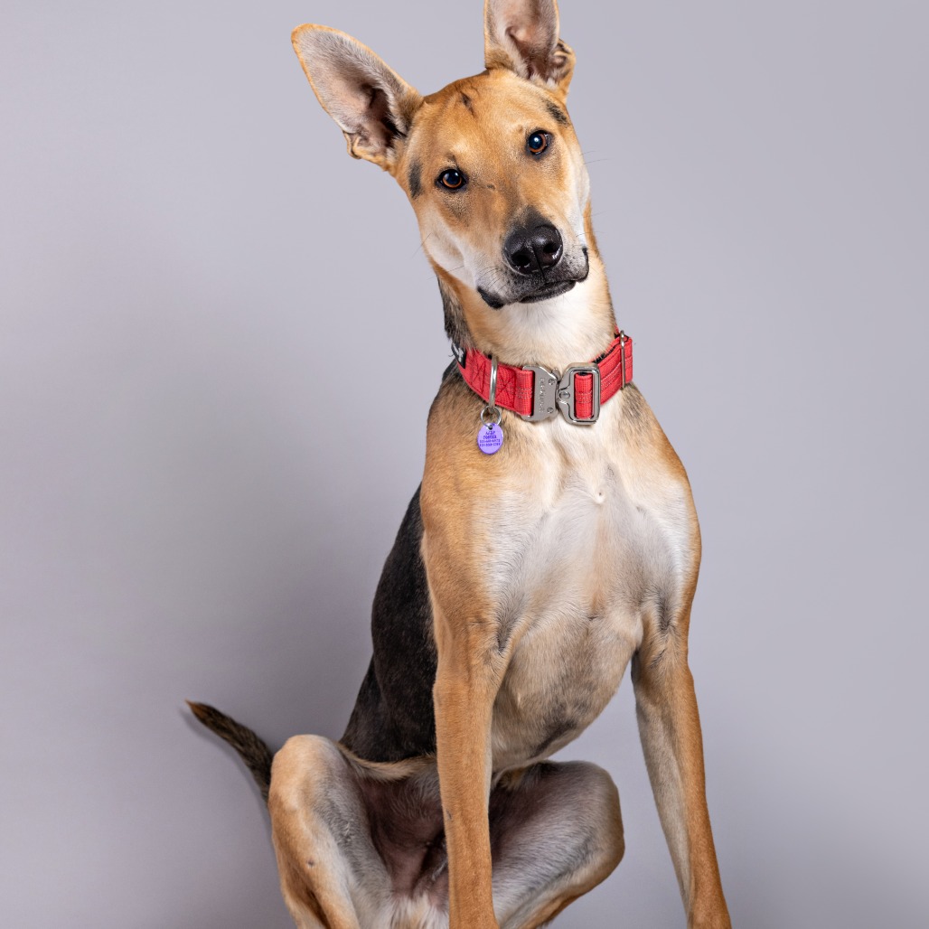 Stuart is available for adoption at Animal Friends Rescue Project