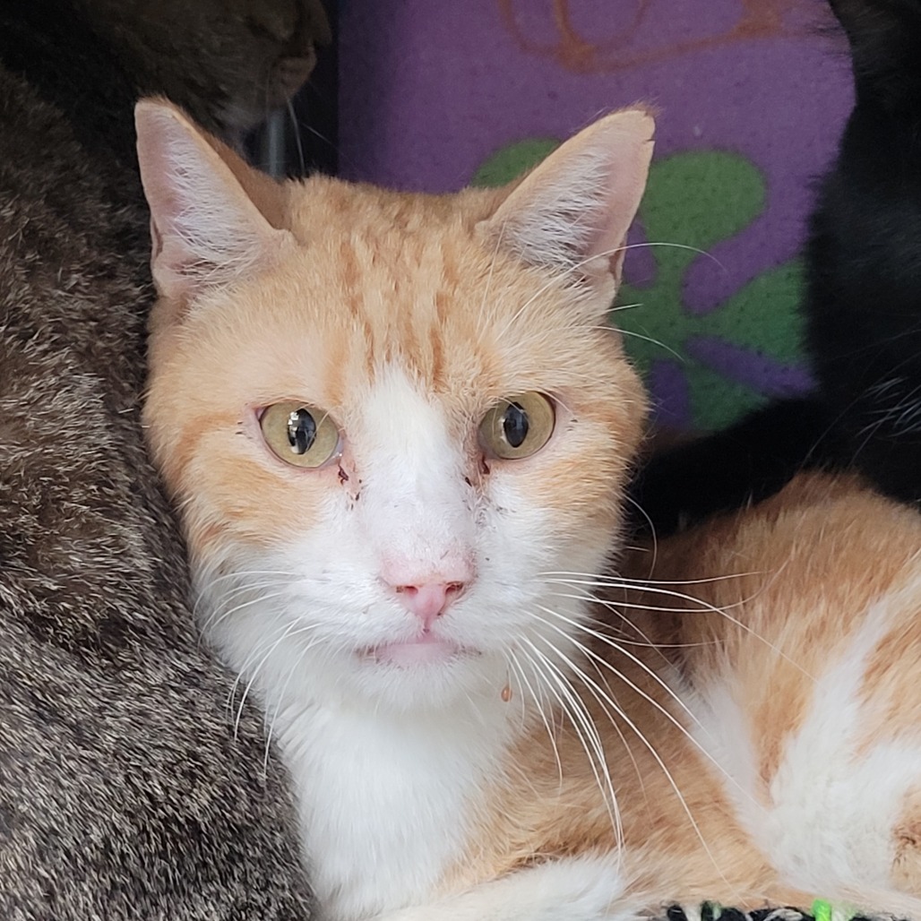 KRAMER - Domestic Shorthair available for adoption