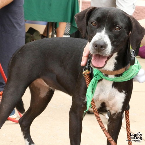 MELODY - Retriever, Labrador / Mixed Breed (Medium) available for adoption