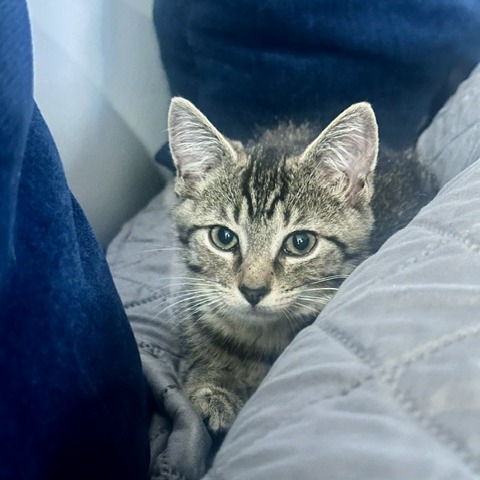Milo, photo 2