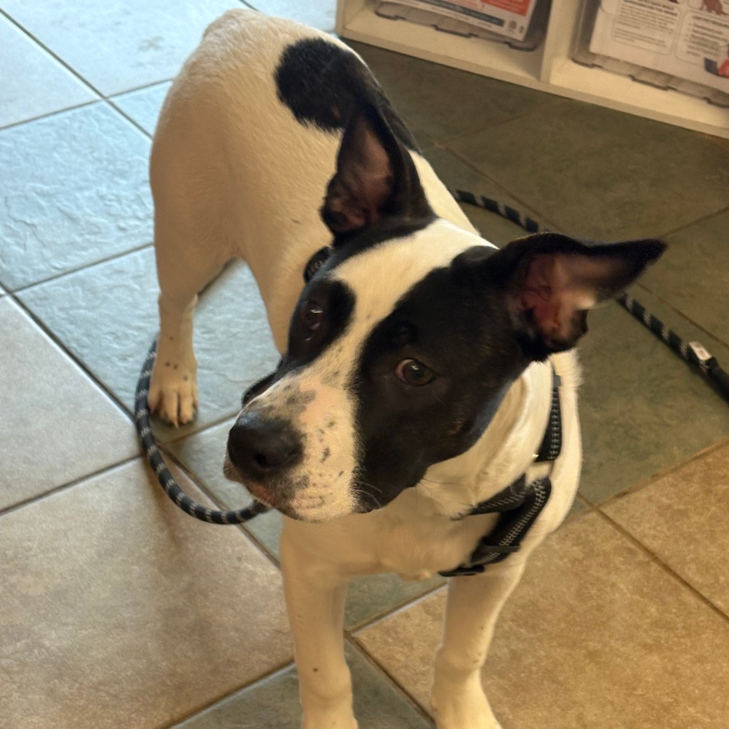 Peter Pan — thumbnail 9