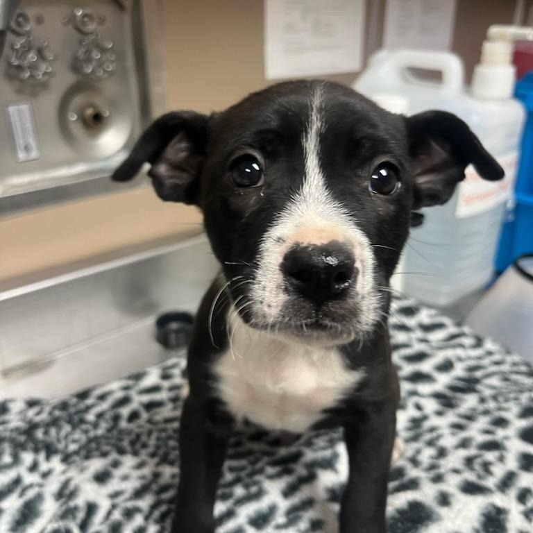 Kennel#7b's preview photo