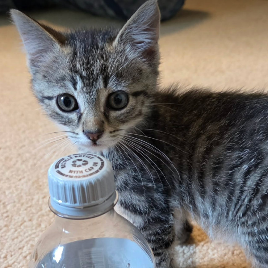 Lizzy, available for adoption