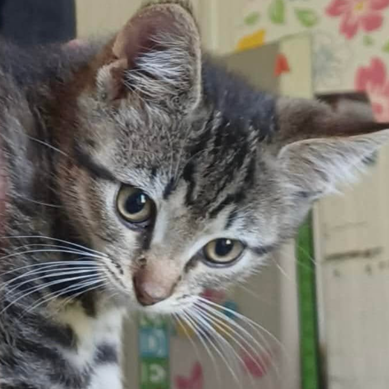 Lux, available for adoption