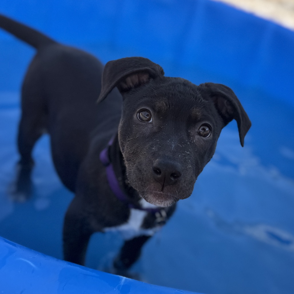 Black Terrier, American Pit Bull Dog