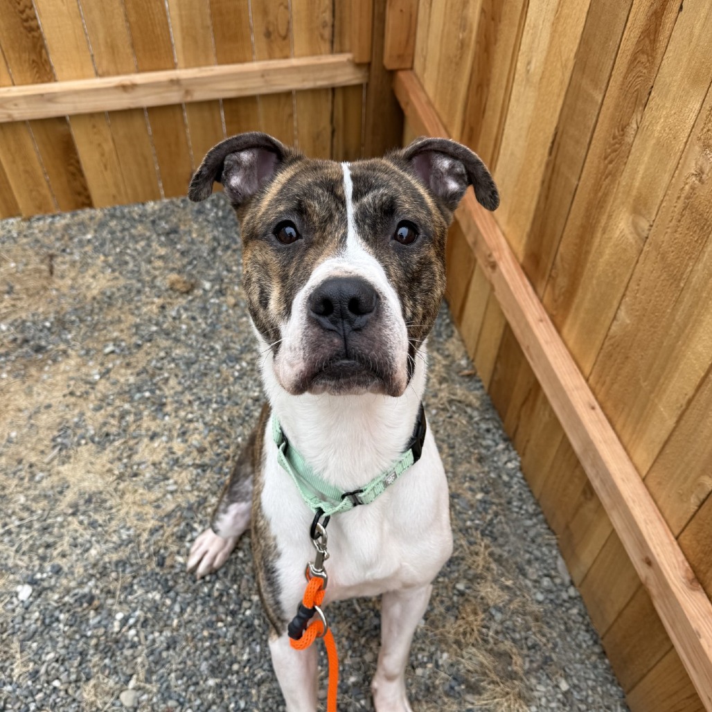 Pit Bull