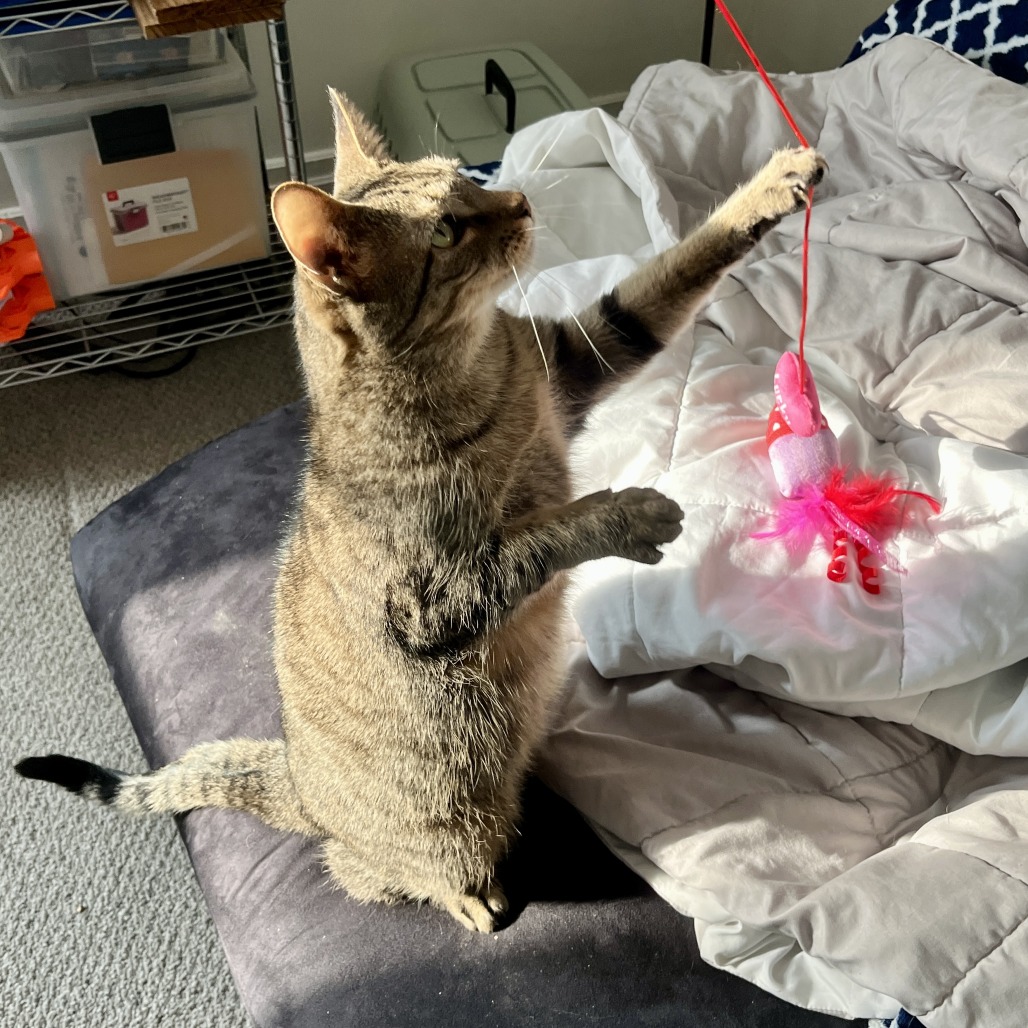 King Arthur is available for adoption at Trash Cat Rescue