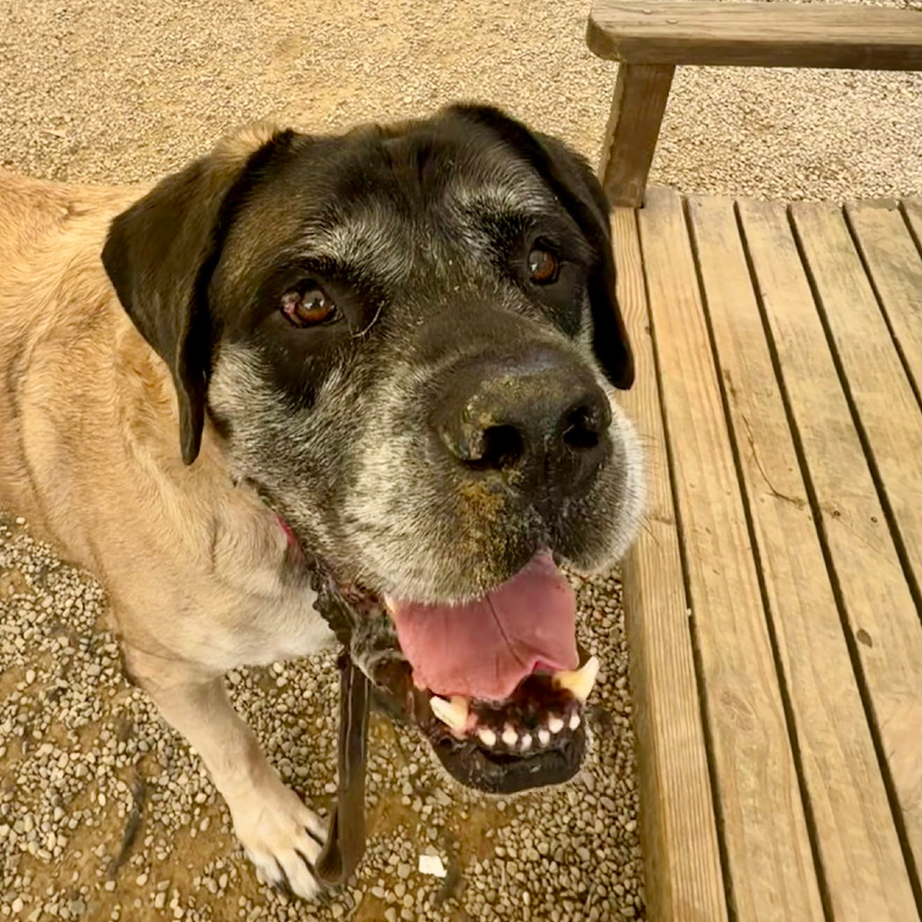 Bentley, photo 12