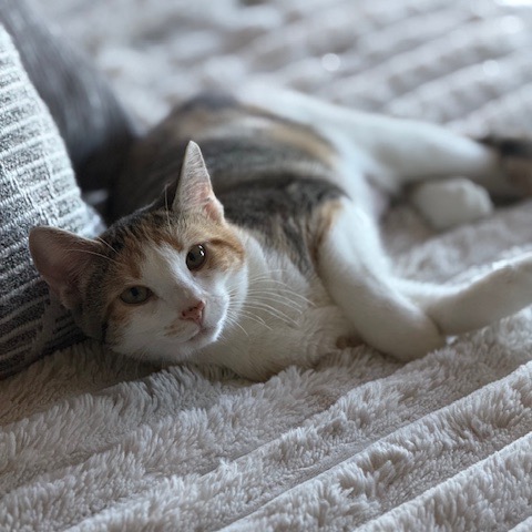 LOLA - Domestic Shorthair for adoption in Silver Spring