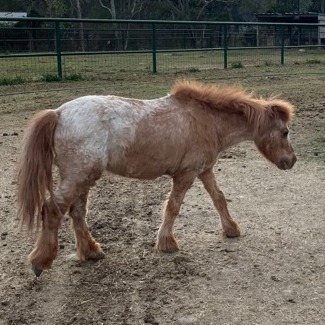 CARAMEL - Miniature available for adoption