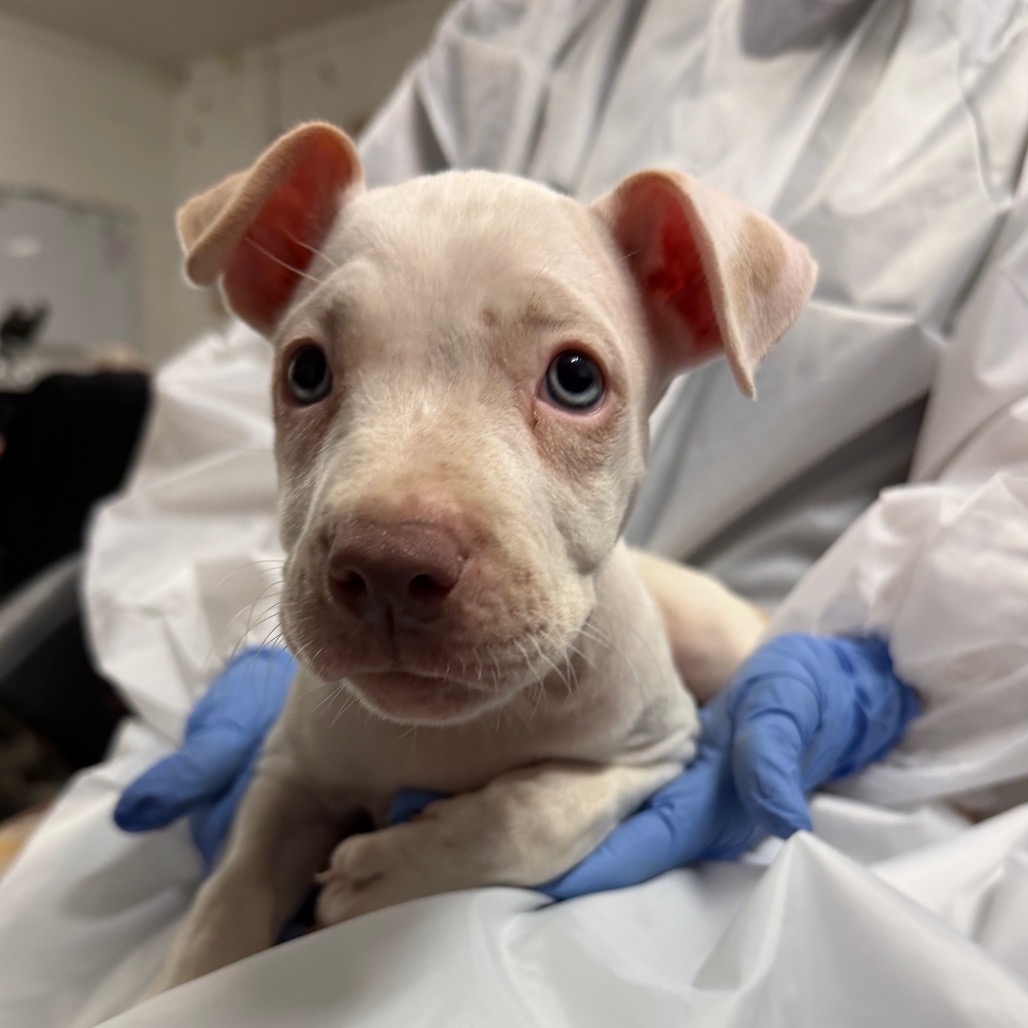 PINEAPPLE - Terrier / Pit Bull available for adoption