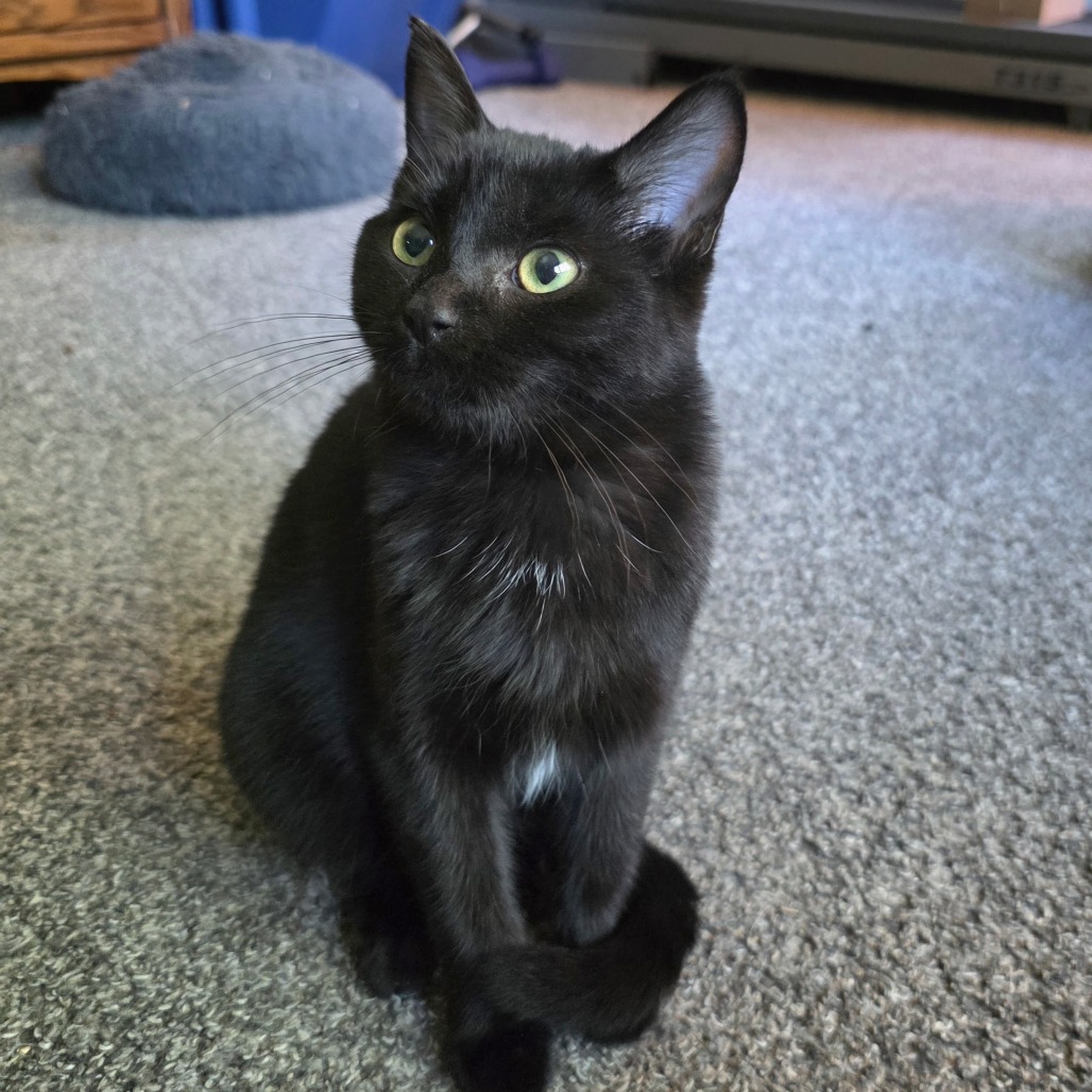 Salem C12518