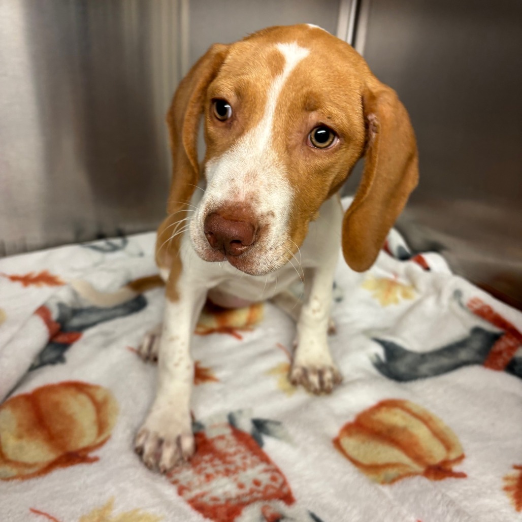 Nashville, an adoptable dog at SPCA-BC